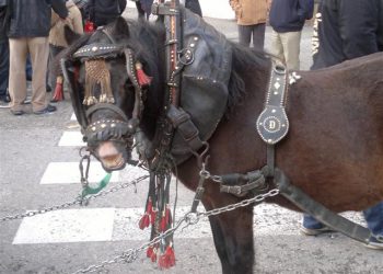 Festivitat de Sant Antonio Abad
