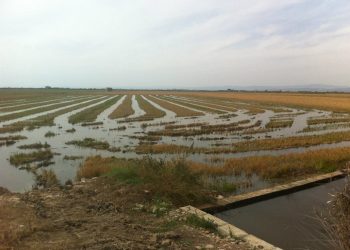 Compromís reclama al Govern mesures per salvar la producció estatal d’arròs enfront de les importacions que inunden el mercat