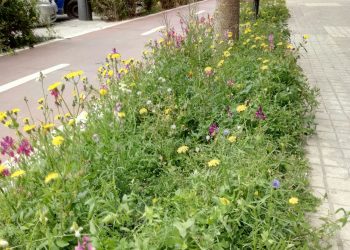 El Consell ciutadà de medi ambient crea hui la primera comissió de treball