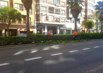  La regidoria de Parcs i Jardins ha encetat hui el manteniment i la poda dels 851 metres de bardissa de l’avinguda de Peris i Valero.