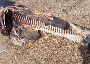 Apareix un defí mort a la platja de Torre la Sal de Cabane