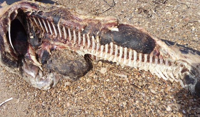 Apareix un defí mort a la platja de Torre la Sal de Cabane