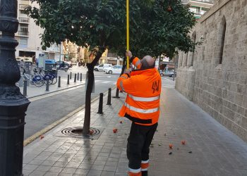 L’Ajuntament ha retirat el 95 % de la taronja amarga dels carrers i les places de la ciutat