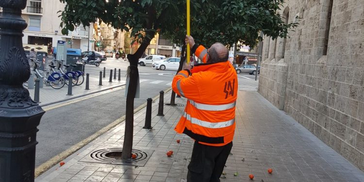 L’Ajuntament ha retirat el 95 % de la taronja amarga dels carrers i les places de la ciutat