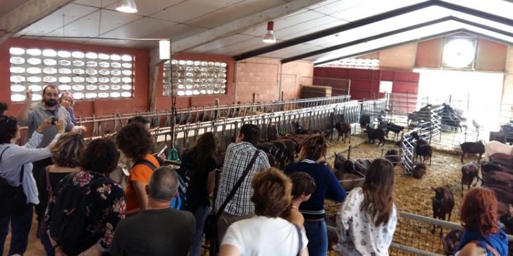 L’Ajuntament participa a un projecte life per l’elaboració d’alimentació animal amb palla d’arròs i restes de cítrics