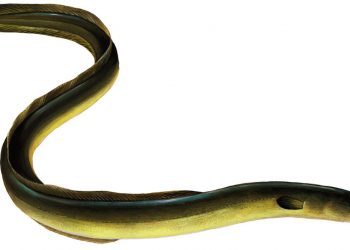 Miguel Ángel Sánchez Isarria,‹‹L’anguila europea hauria de tindre el mateix nivell de protecció que el linx ibèric››