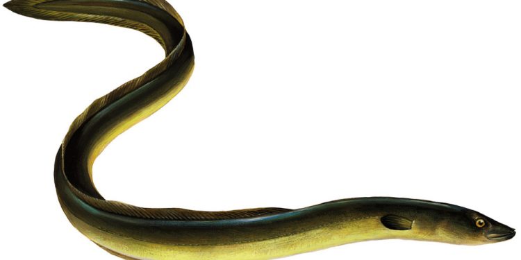 Miguel Ángel Sánchez Isarria,‹‹L’anguila europea hauria de tindre el mateix nivell de protecció que el linx ibèric››