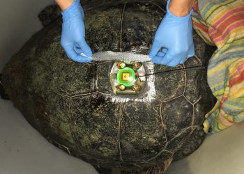 Agricultura monitoritza una femella de tortuga marina durant la fase de posta per a localitzar-la en posteriors intents de nidificació