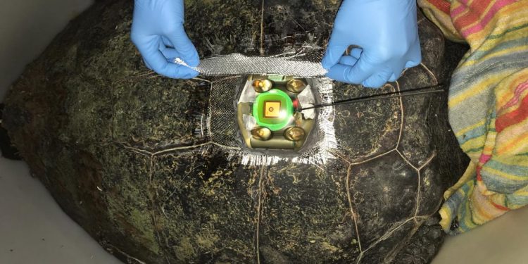 Agricultura monitoritza una femella de tortuga marina durant la fase de posta per a localitzar-la en posteriors intents de nidificació
