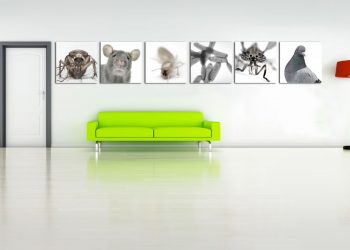 Grup Teidesa a l’avantguarda quant al servei de control de plagues urbanes