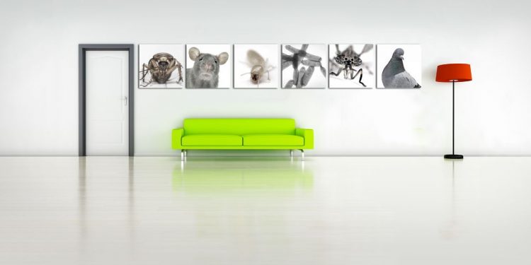 Grup Teidesa a l’avantguarda quant al servei de control de plagues urbanes