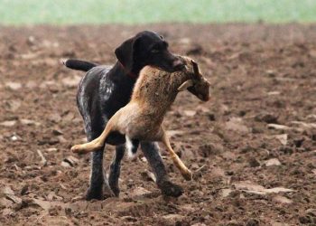 La temporada de caça començarà el 15 de juliol segons la nova orde de vedes 2018-2019