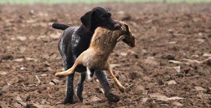 La temporada de caça començarà el 15 de juliol segons la nova orde de vedes 2018-2019