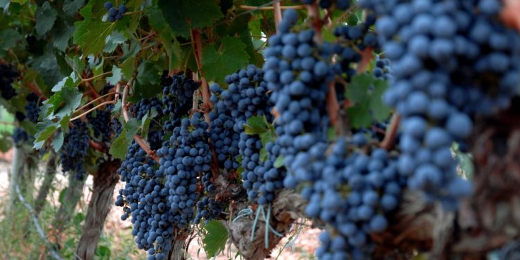 La superfície de vinyer ecològic creix més d’un 13% en any i mig