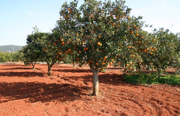 Compromís exigeix major control fitosanitari en l’entrada de cítrics a la UE i recorda la proposta de fer del Port de Castelló únic port d’entrada.