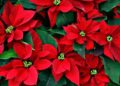 L’Ajuntament distribueix 5.500 flors de nadal pels barris i pobles de València