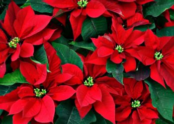 L’Ajuntament distribueix 5.500 flors de nadal pels barris i pobles de València