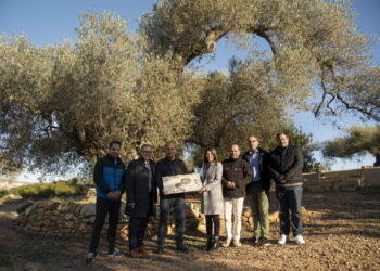 La Diputació de Castelló dobla el pressupost per a la conservació d’arbres monumentals i l’eleva fins als 40.000 euros