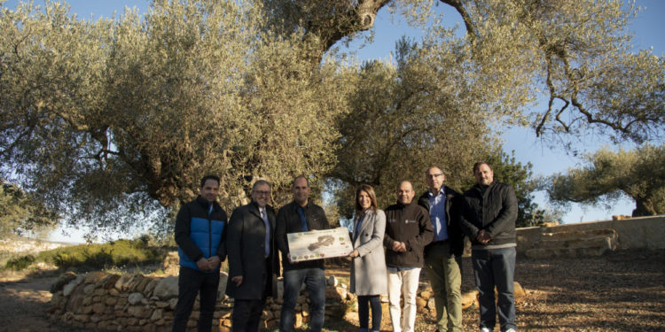 La Diputació de Castelló dobla el pressupost per a la conservació d’arbres monumentals i l’eleva fins als 40.000 euros