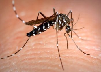 L’AJuntament inicia el programa ‘porta a porta’ d’informació a la ciutadania sobre com combatre al mosquit tigre