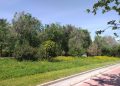 L’Ajuntament delimita zones per al foment de la biodiversitat en els jardins de VALÈNCIA que conserven la vegetació que ha crescut de manera natural durant el confinament