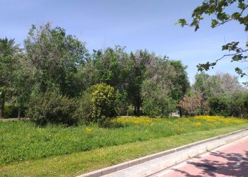 L’Ajuntament delimita zones per al foment de la biodiversitat en els jardins de VALÈNCIA que conserven la vegetació que ha crescut de manera natural durant el confinament