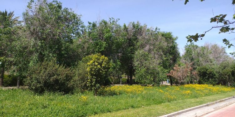 L’Ajuntament delimita zones per al foment de la biodiversitat en els jardins de VALÈNCIA que conserven la vegetació que ha crescut de manera natural durant el confinament