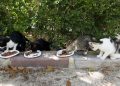 L’ajuntament repartix més de 9 tones de pinso als col·laboradors de colònies felines