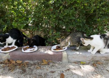 L’ajuntament repartix més de 9 tones de pinso als col·laboradors de colònies felines