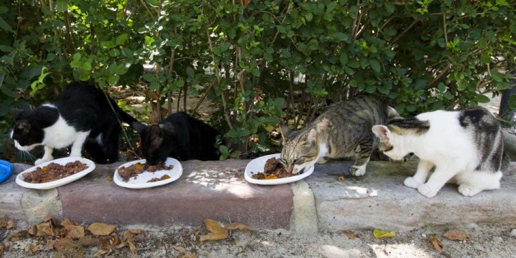 L’ajuntament repartix més de 9 tones de pinso als col·laboradors de colònies felines