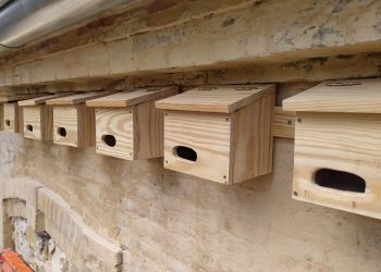 L’Ajuntament col·labora amb seo/birdlife per a la instal·lació de caixes niu en parcs i jardins de valència per protegir i fomentar la biodiversitat d’aus