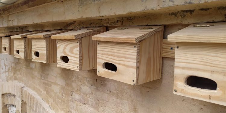 L’Ajuntament col·labora amb seo/birdlife per a la instal·lació de caixes niu en parcs i jardins de valència per protegir i fomentar la biodiversitat d’aus