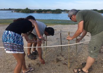 València llança un programa de voluntariat ambiental per ajudar a la conservació del Corriolet Camanegre a les platges naturals de la Devesa