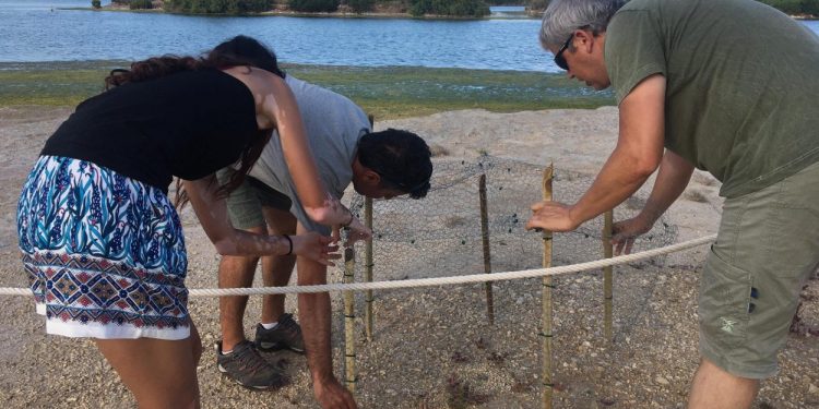 València llança un programa de voluntariat ambiental per ajudar a la conservació del Corriolet Camanegre a les platges naturals de la Devesa