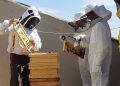 L’Ajuntament de València desenvolupa una estratègia d‘apicultura urbana amb la instal·lació de més d’una vintena de ruscos en la ciutat