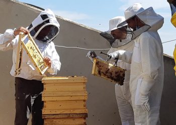 L’Ajuntament de València desenvolupa una estratègia d‘apicultura urbana amb la instal·lació de més d’una vintena de ruscos en la ciutat