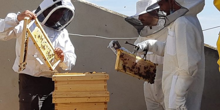 L’Ajuntament de València desenvolupa una estratègia d‘apicultura urbana amb la instal·lació de més d’una vintena de ruscos en la ciutat
