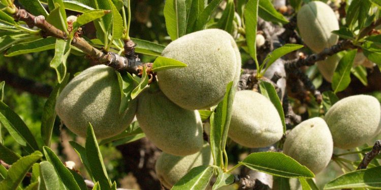 LA UNIÓ de Llauradors informa que la collita d’ametla serà un 11% més baixa en la Comunitat Valenciana que la passada campanya
