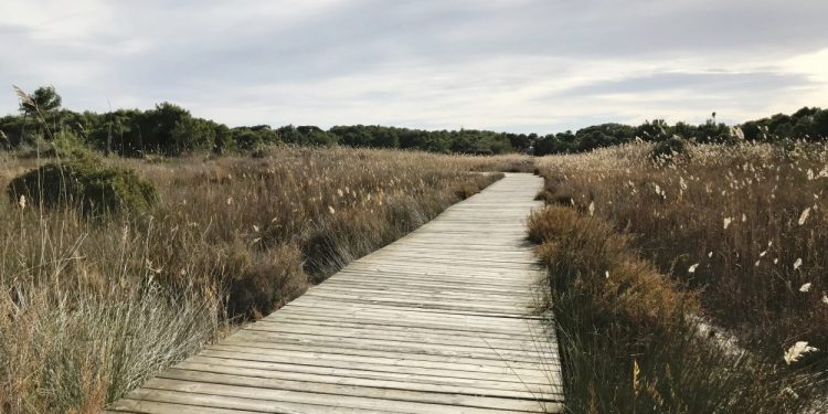 L’ajuntament encarrega els projectes per a fer accessibles els quatre itineraris nord de la Devesa