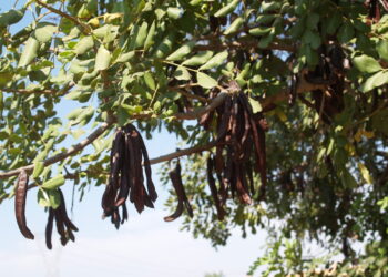 Un repunt en el preu durant les últimes campanyes i el major valor del producte encoratgen als lladres per a furtar la collita