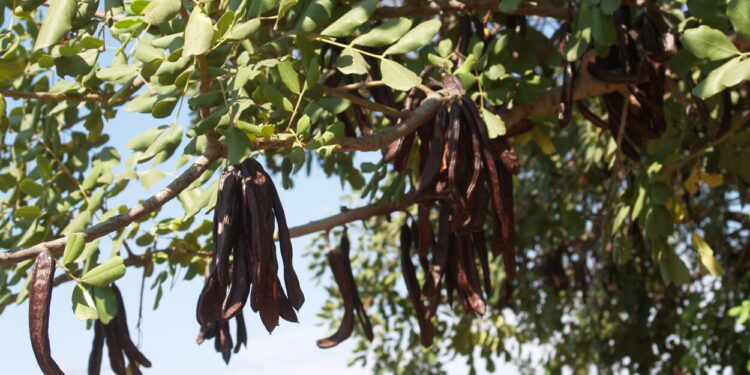 Un repunt en el preu durant les últimes campanyes i el major valor del producte encoratgen als lladres per a furtar la collita