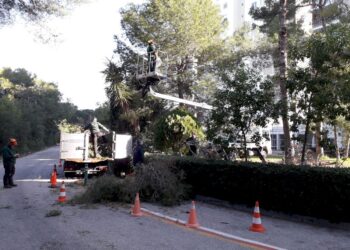 La meitat dels treballs de poda al bosc de la Devesa es fan al voltant de les urbanitzacions