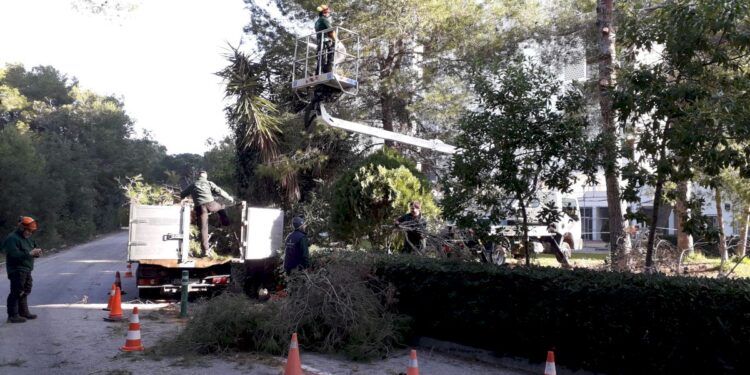 La meitat dels treballs de poda al bosc de la Devesa es fan al voltant de les urbanitzacions