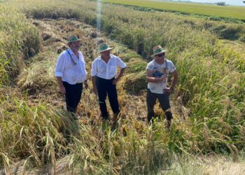 La sega de l’arròs