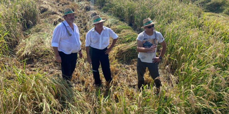 La sega de l’arròs