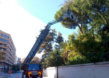 L´Ajuntament de València treballa en la poda del pi centenari dels Jardins de Monforte per estabilitzar la seua copa