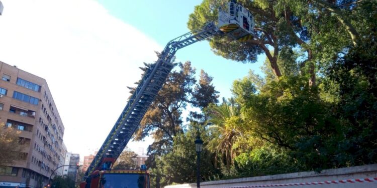 L´Ajuntament de València treballa en la poda del pi centenari dels Jardins de Monforte per estabilitzar la seua copa