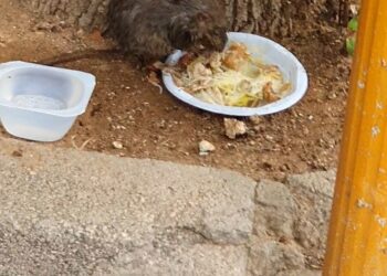 Cs Paiporta denuncia l’existència preocupant de rates en la plaça de Medi Ambient