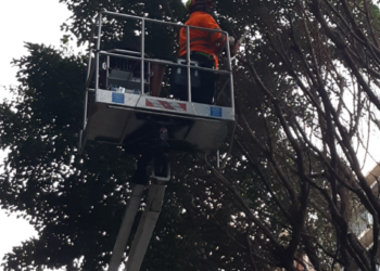 El servici de jardineria sostenible poda els 76 ficus del carrer de Colón