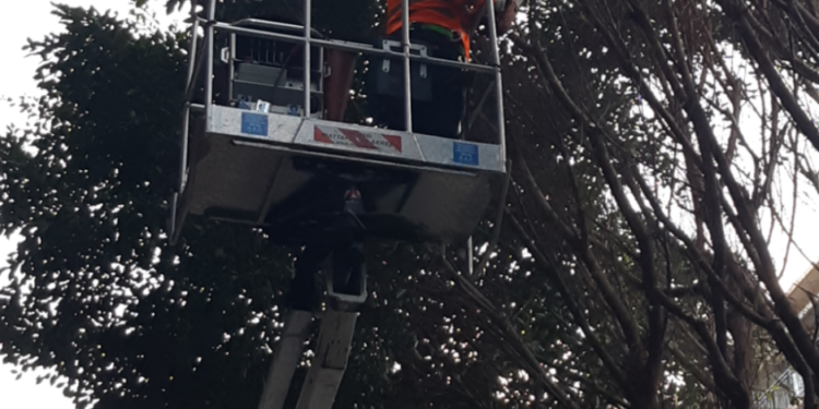 El servici de jardineria sostenible poda els 76 ficus del carrer de Colón